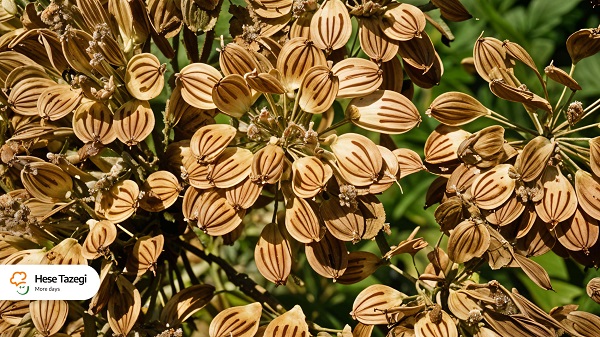 گلپر_چیست_چه_فوایدی_دارد_2